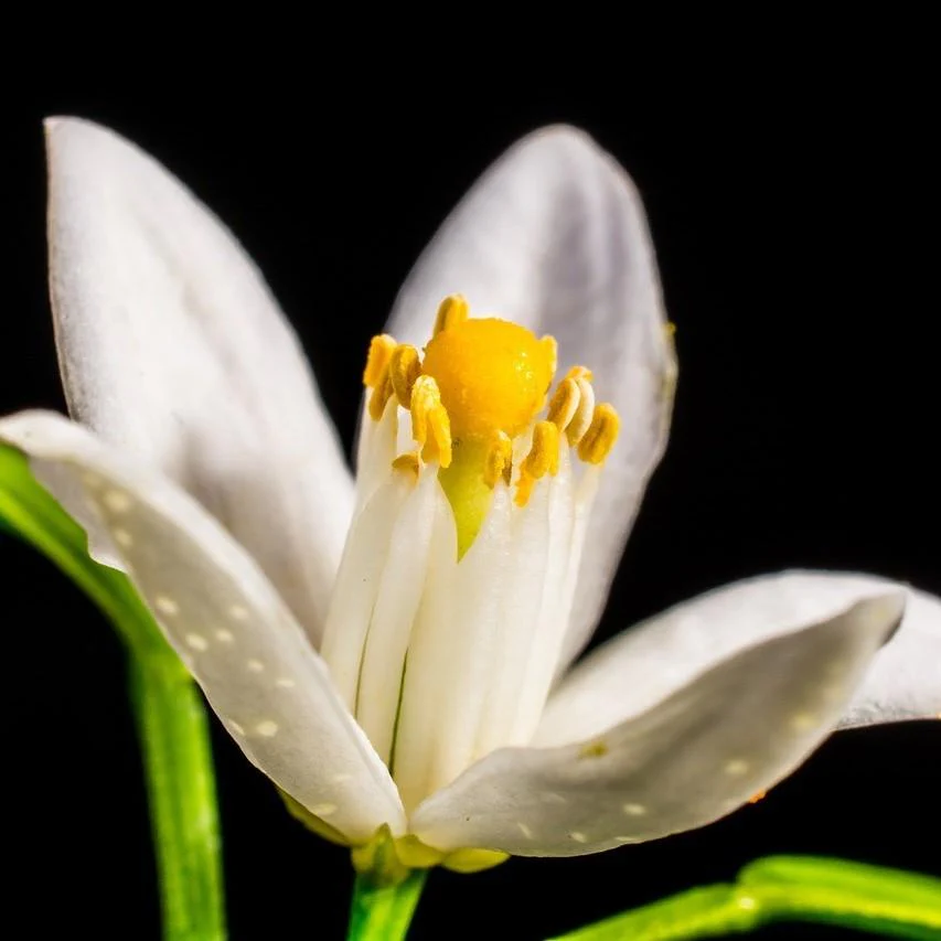 Cofanetto Regalo - Fiori D'arancio - Image 6