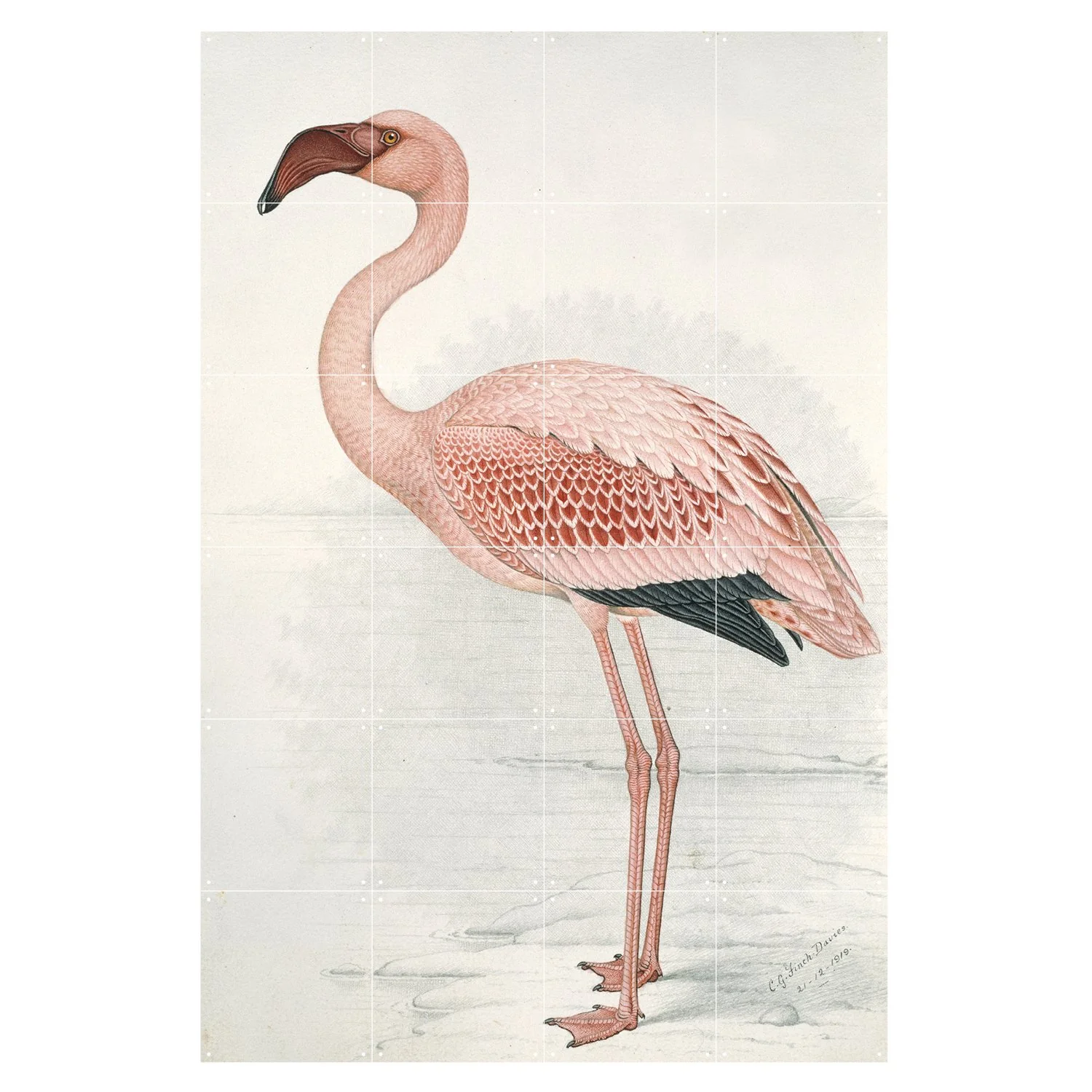 Ixxi Fenicottero Rosa di Claude Finch-Davies - Image 3