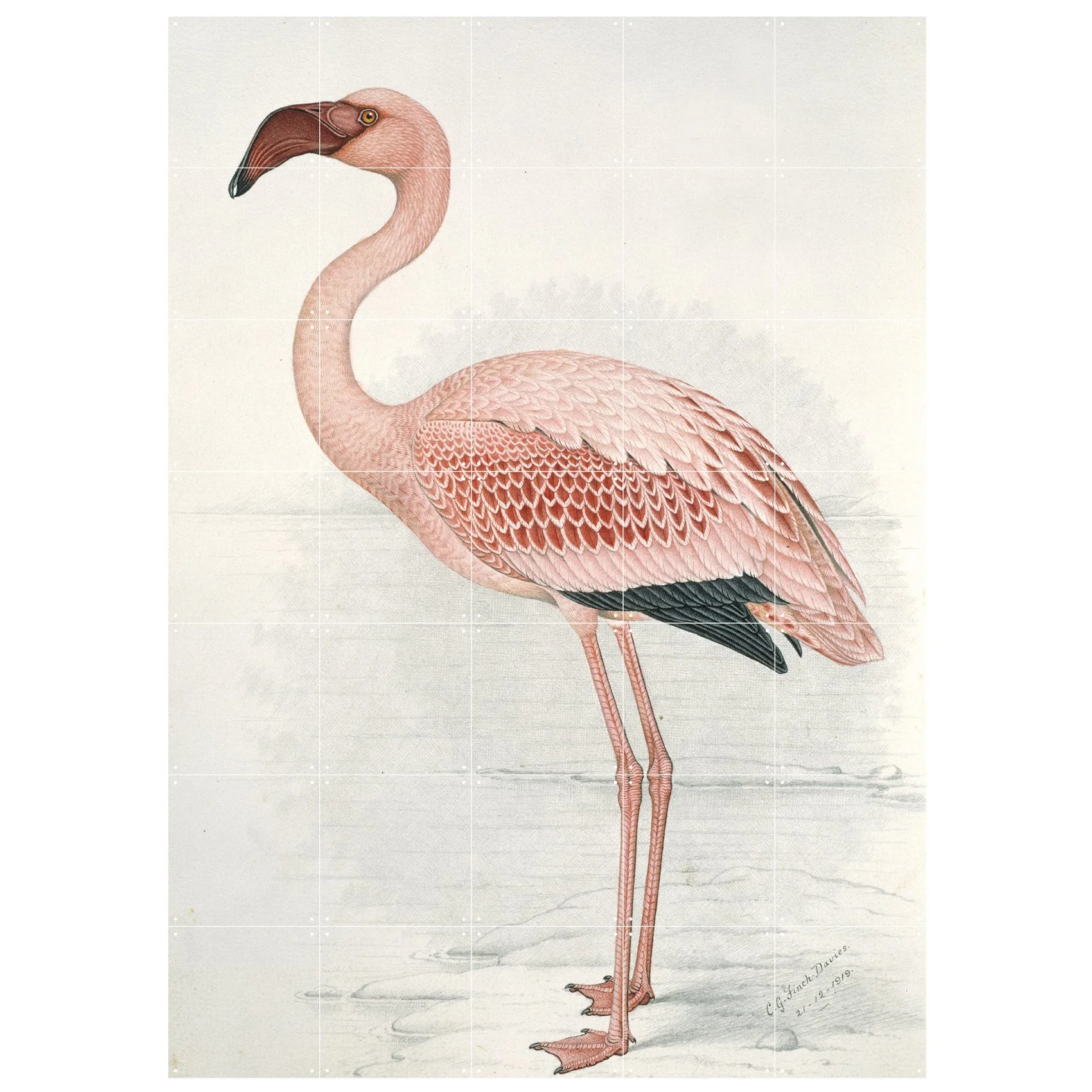 Ixxi Fenicottero Rosa di Claude Finch-Davies - Image 4